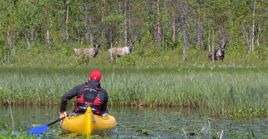 Rovaniemi: Authentic Reindeer Farm & Canoeing - Reindeer Farm By the Lake, and Why Lichen Feeding Matters