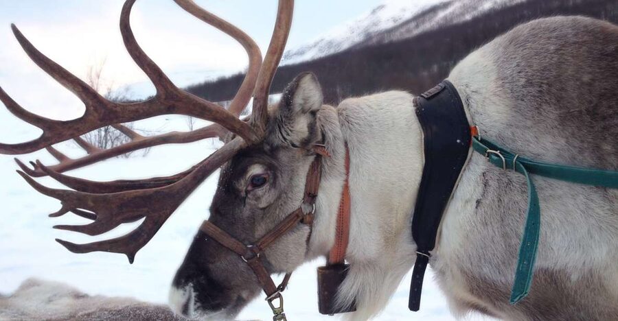 Rovaniemi: Authentic Reindeer Farm Visit & Short Sleigh Ride - Key Highlights at a Glance