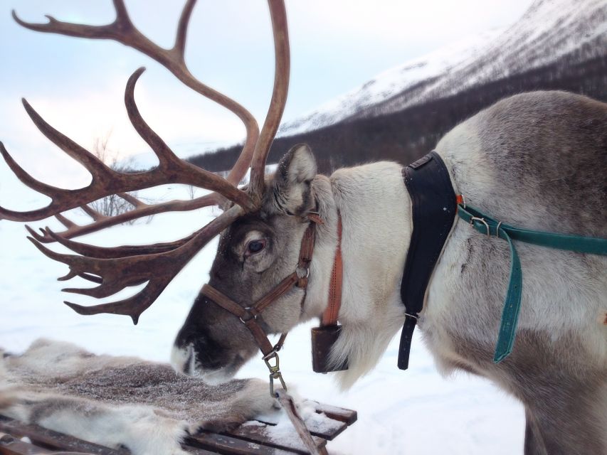 Rovaniemi: Authentic Reindeer Farm Visit & Short Sleigh Ride - Why This Rovaniemi Reindeer Farm Visit Feels More Authentic Than a Photo Stop