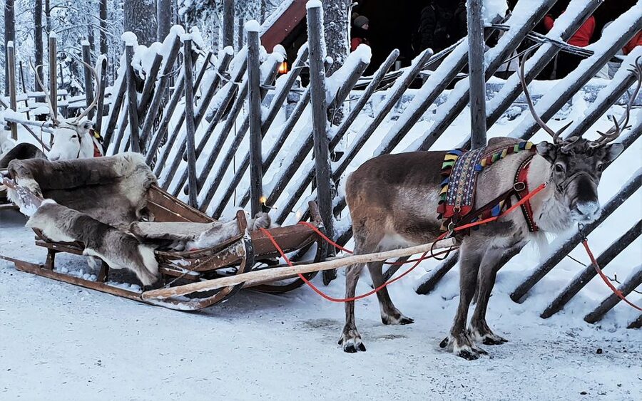Rovaniemi: Authentic Reindeer Farm Visit & Short Sleigh Ride - The Reindeer Farm Moment: Feeding, Walking Around, and Asking Real Questions
