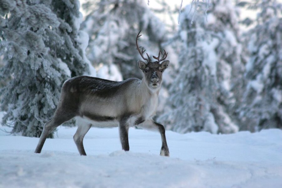 Rovaniemi: Authentic Reindeer Farm Visit & Short Sleigh Ride - Price and Value: What You Get for Around $153