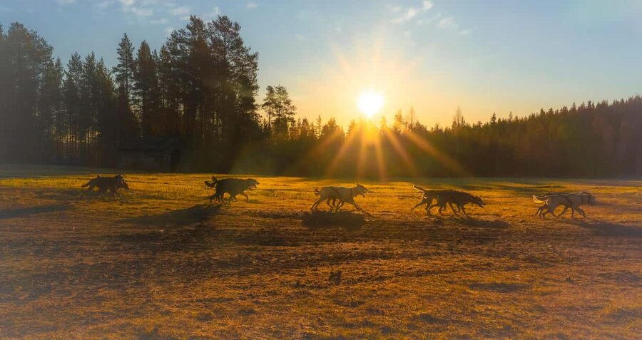 Rovaniemi: Autumn Husky Cart Ride with Hot Drink & Pickup - Key Things You Will Like About This Husky Cart Experience