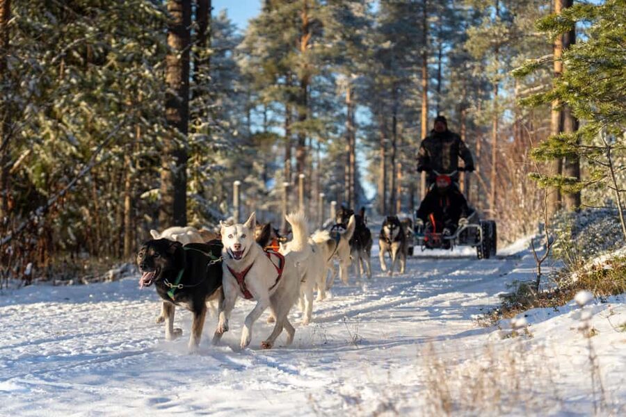 Rovaniemi: Autumn Husky Cart Ride with Hot Drink & Pickup - Why This Autumn Husky Cart Ride Beats the Usual Snow Season Plan