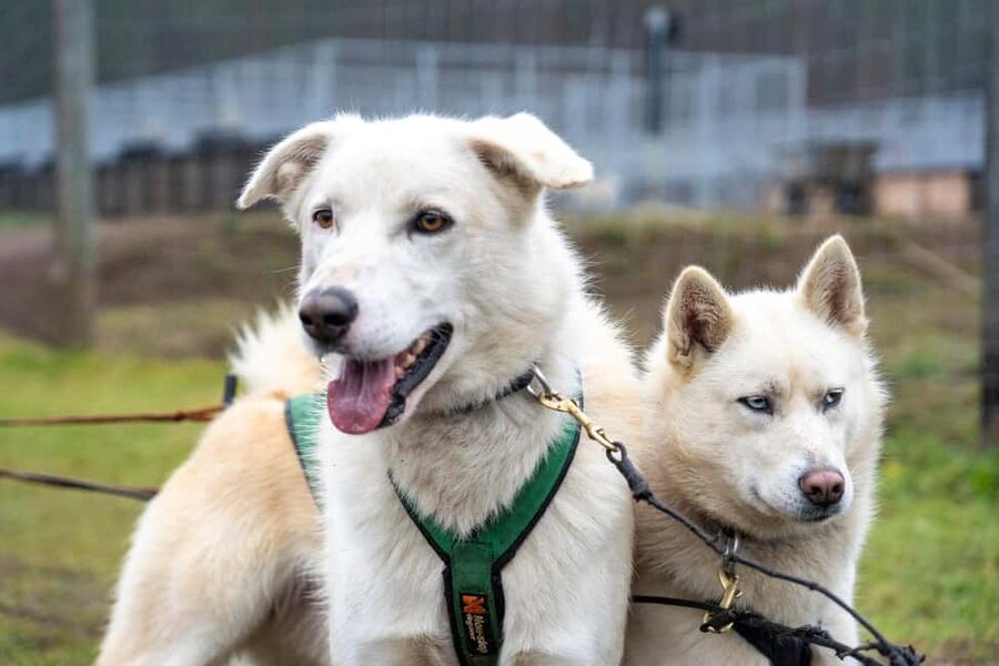 Rovaniemi: Autumn Husky Cart Ride with Hot Drink & Pickup - Meeting Huskies the Right Way: Kennel Time, Training Talk, and Cuddle Moments