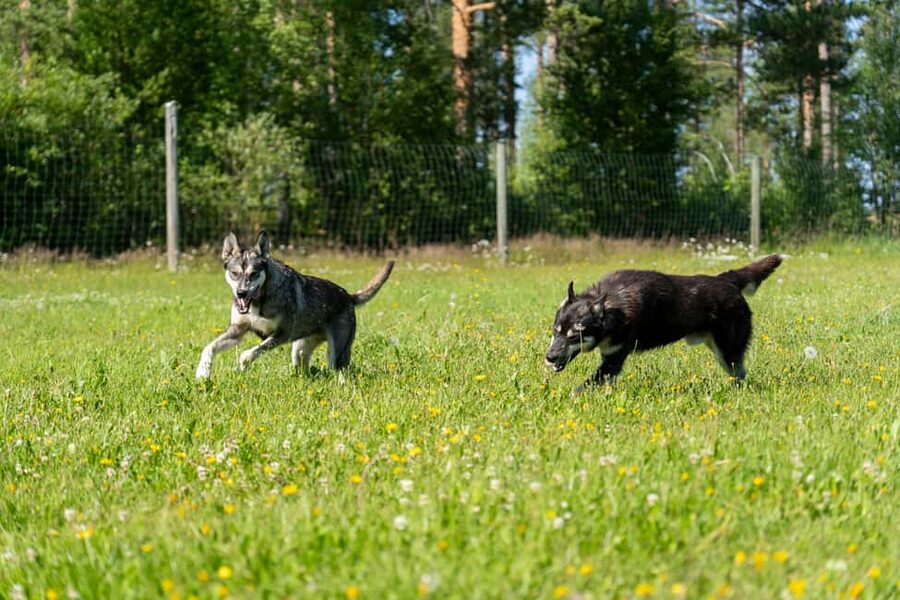 Rovaniemi: Autumn Husky Cart Ride with Hot Drink & Pickup - Warming Up by the Fire: Hot Drink, Cookies, and a Quick Facility Walk