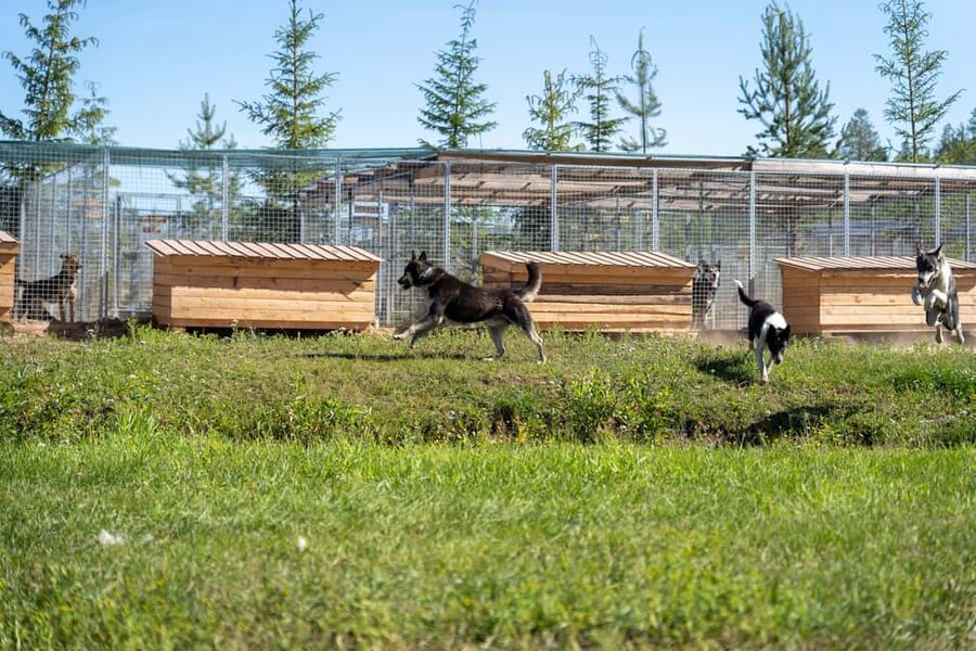 Rovaniemi: Autumn Husky Cart Ride with Hot Drink & Pickup - Small-Group Touring That Keeps You from Feeling Like a Ticket Number