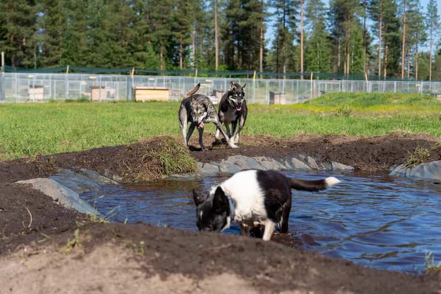 Rovaniemi: Autumn Husky Cart Ride with Hot Drink & Pickup - Who Should Book This Husky Cart Ride, and Who Might Skip It