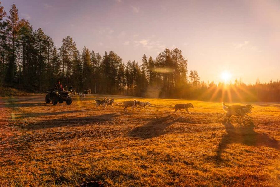 Rovaniemi: Autumn Husky Cart Ride with Hot Drink & Pickup - From Your Accommodation to the Kennel: How the 4 Hours Really Get Used