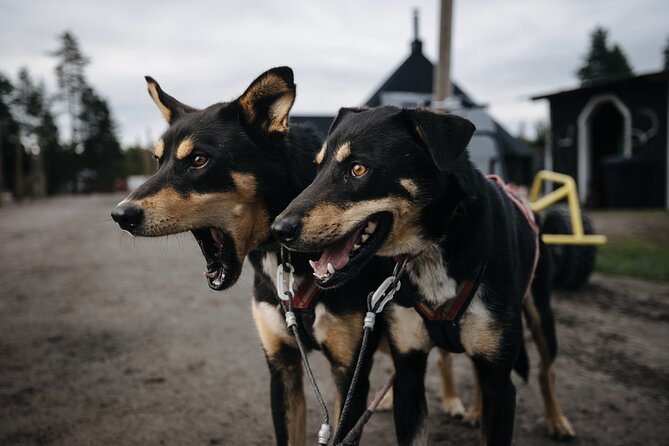 Rovaniemi: Born to Run 4km Self driven Husky Cart tour in Autumn - Bearhill Husky starts with the kennel, not the trail