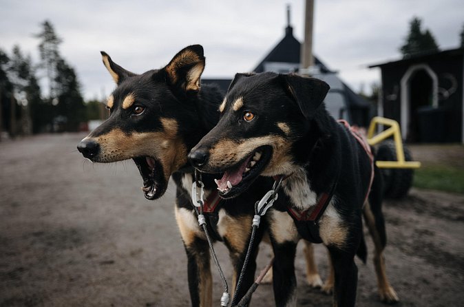 Rovaniemi: Born to Run 4km Self driven Husky Cart tour in Autumn - Warmth plan: outer clothing, hot juice, and cookies