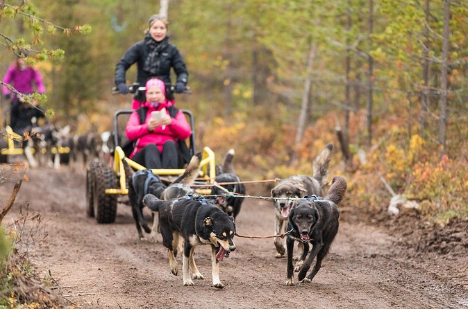 Rovaniemi: Born to Run 4km Self driven Husky Cart tour in Autumn - Price and value: what you are paying for at $225.88