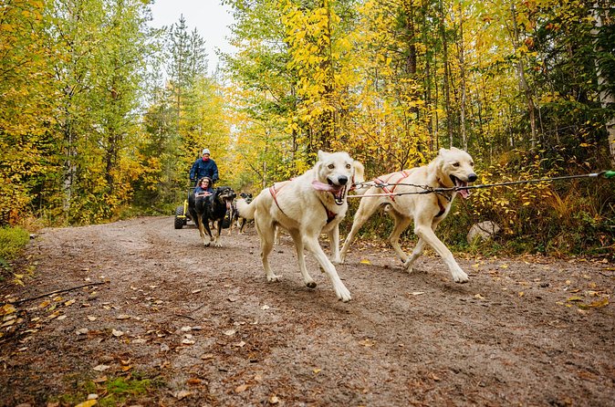 Rovaniemi: Born to Run 4km Self driven Husky Cart tour in Autumn - The group size matters more than you think