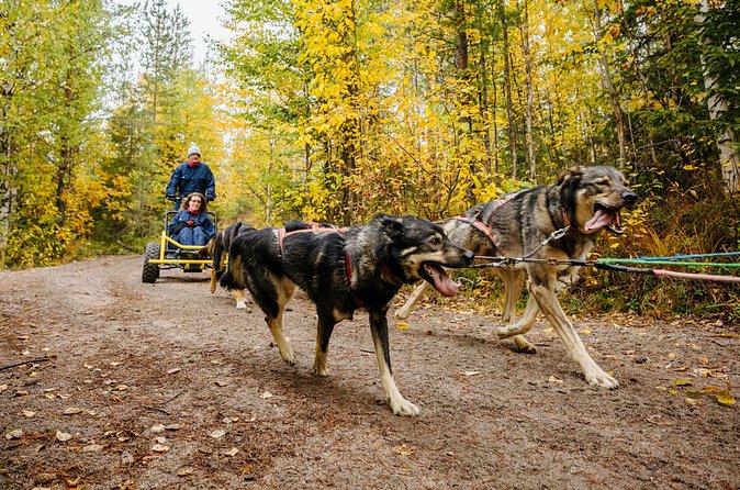 Rovaniemi: Born to Run 4km Self driven Husky Cart tour in Autumn - Who should book this husky cart experience, and who should pass