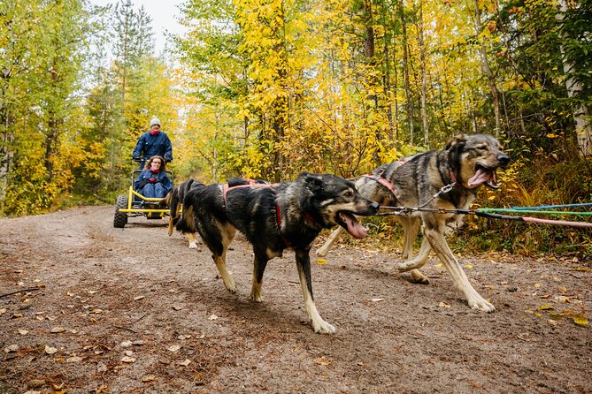Rovaniemi: Born to Run 4km Self driven Husky Cart tour in Autumn - Autumn temperatures and the 10°C rule you should not ignore