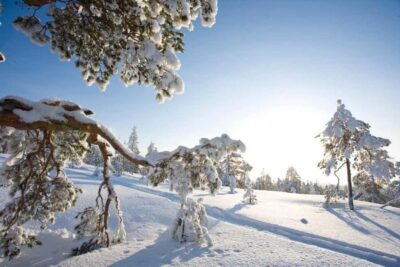 Cross-Country Skiing Adventure with Guide