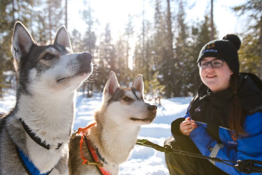 Rovaniemi: Daytime Husky Safari - Taking Control: How the 5 km Ride Works