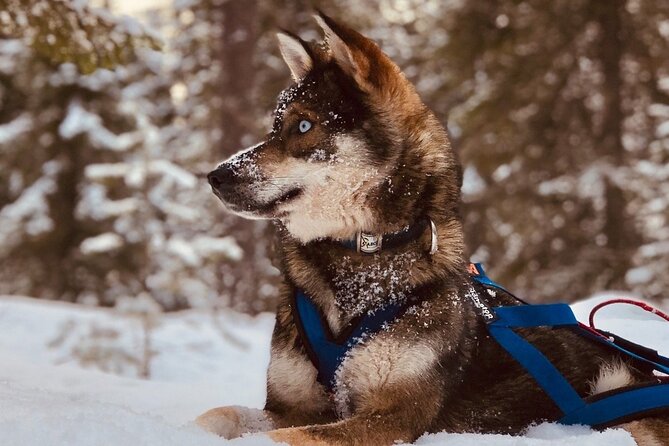 Rovaniemi: Drive Your Own Husky Team (6–10 km) & BBQ - Key Things I’d Tell You Up Front