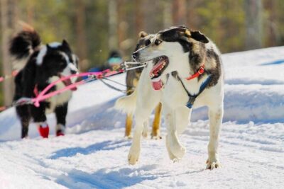Drive Your Own Husky Team (6–10 km) & BBQ