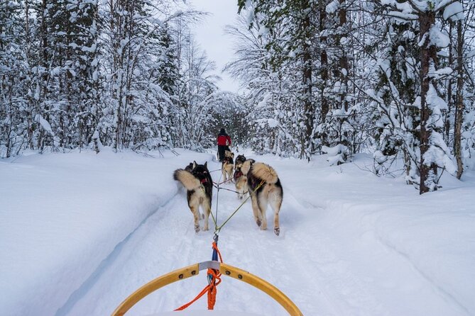 Rovaniemi: Drive Your Own Husky Team (6–10 km) & BBQ - Guides Matter, and You Can See It in the Reviews