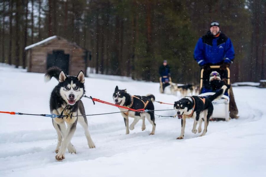 Rovaniemi: Drive Your Own Husky Team (6–10 km) & BBQ - Warm-Up Stop: Hot Drinks, Sausages, and Time to Breathe