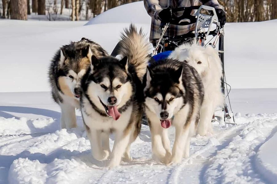 Rovaniemi: Drive Your Own Husky Team (6–10 km) & BBQ - Small Group Energy: Why Max 8 Guests Changes Everything