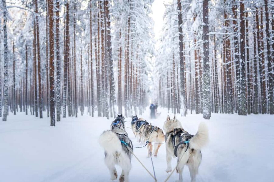 Rovaniemi: Drive Your Own Husky Team (6–10 km) & BBQ - Getting Dressed For The Cold (And Why It’s Not Optional)