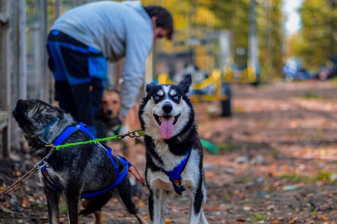 Rovaniemi: Drive Your Own Husky Team (Autumn) & BBQ - Key Points You Should Know Before You Go