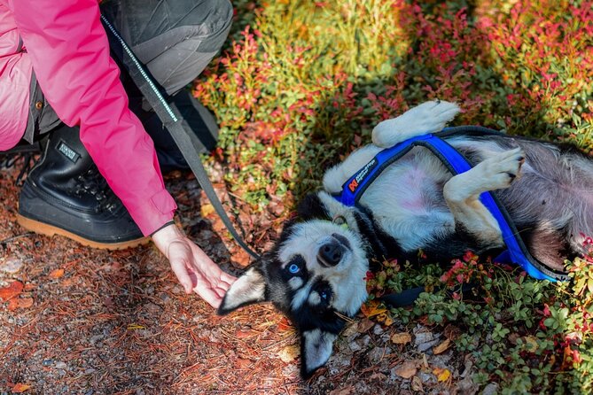 Rovaniemi: Drive Your Own Husky Team (Autumn) & BBQ - Getting There in Comfort: Pickup, the 2025 Van, and Timing That Makes Sense