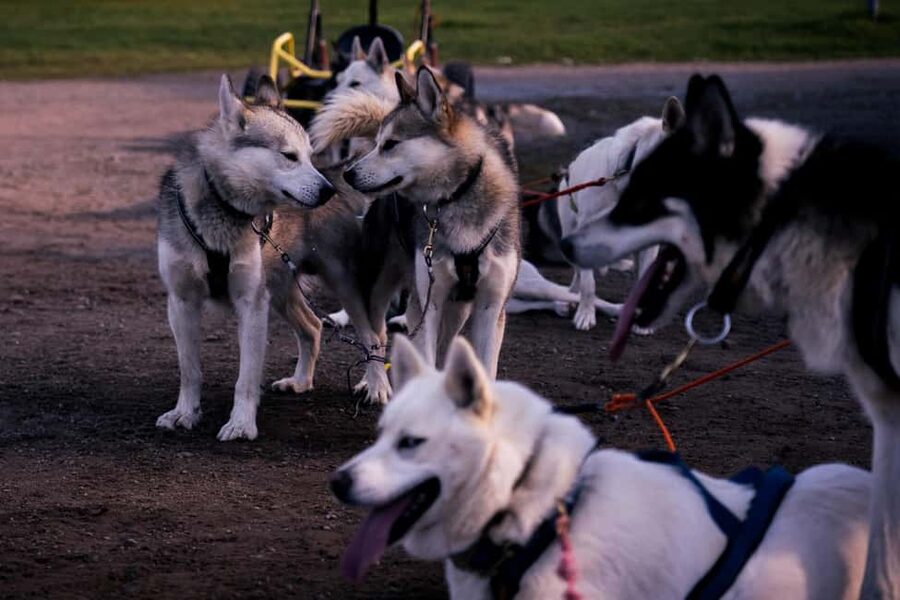 Rovaniemi: Drive Your Own Husky Team (Autumn) & BBQ - Value and Price: What $258 Buys You in Autumn Lapland