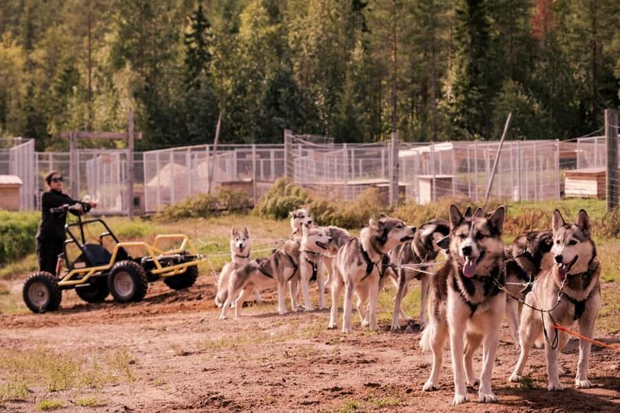 Rovaniemi: Drive Your Own Husky Team (Autumn) & BBQ - FAQ