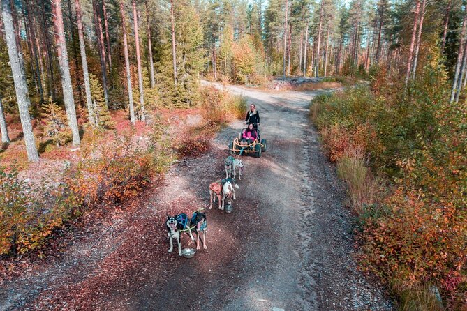 Rovaniemi: Drive Your Own Husky Team (Autumn) & BBQ - The Farm Visit: Secluded, Family-Run, and Dog-Centered
