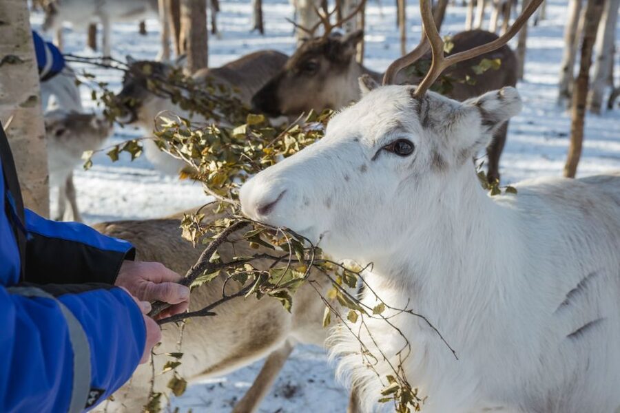 Rovaniemi: Evening Reindeer Safari - Key things to know before you go