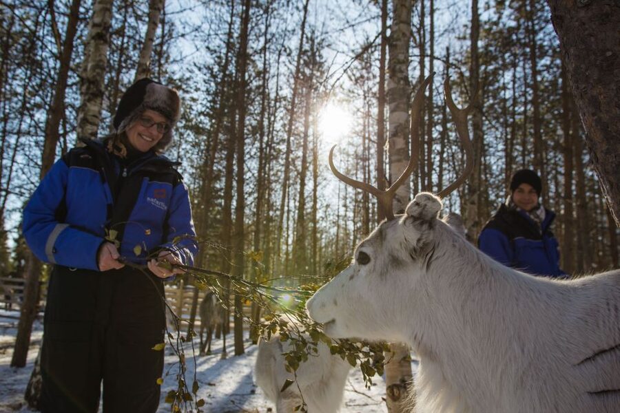 Rovaniemi: Evening Reindeer Safari - Evening Pickup And A Night Drive Into Arctic Quiet
