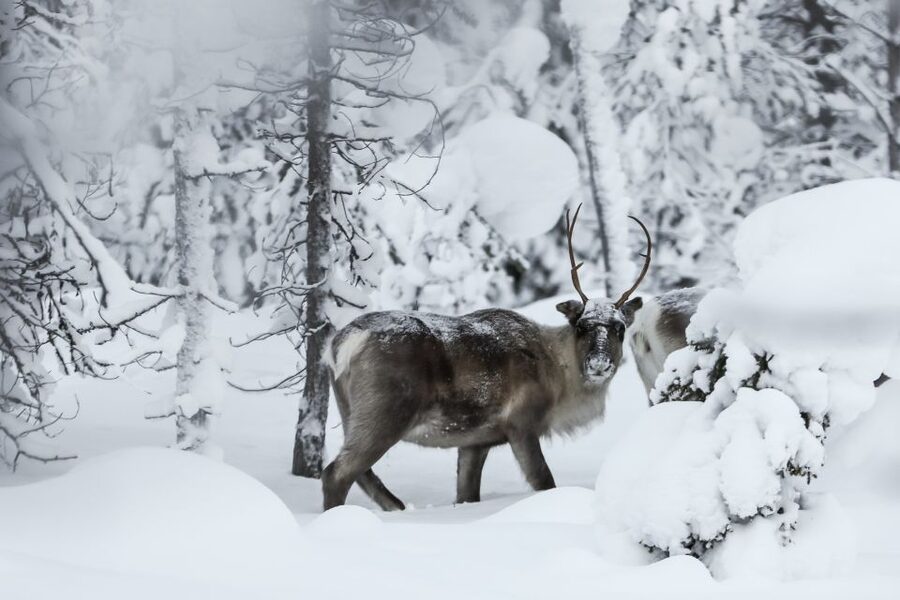 Rovaniemi: Evening Reindeer Safari - The 3 km Reindeer Sleigh Ride Through Silent Nature