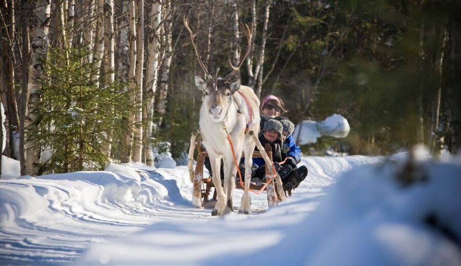 Rovaniemi: Evening Reindeer Safari - Finnish Kota Warm-Up And Stories About Herding Culture