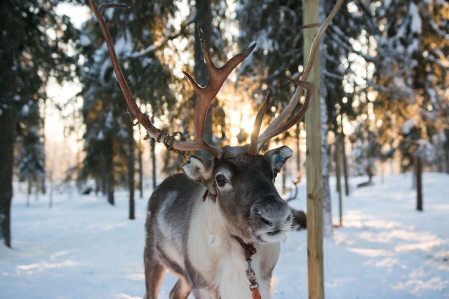 Rovaniemi: Evening Reindeer Safari - Who This Evening Reindeer Safari Suits Best