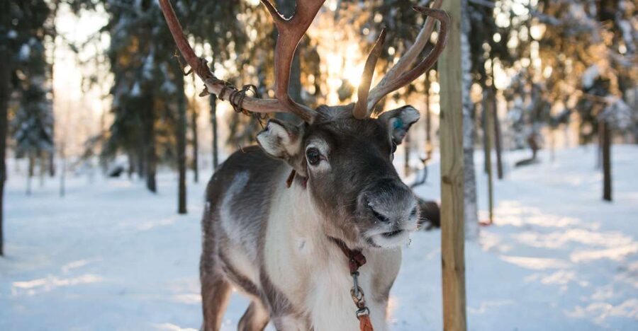 Rovaniemi: Evening Reindeer Safari - Meeting the Reindeer: Farm Visit First, Then the Ride
