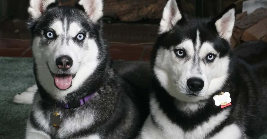 Rovaniemi: Family Friendly Husky Ride and Farm Visit - Key Things I’d Remember Before Booking