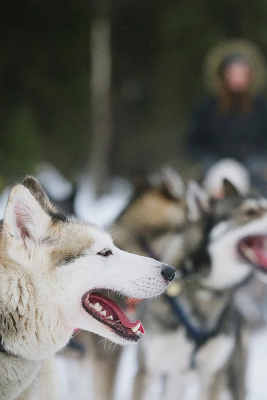 Rovaniemi: Family Friendly Husky Ride and Farm Visit - From Nordic Unique Travels Office to a Lapland Husky Farm