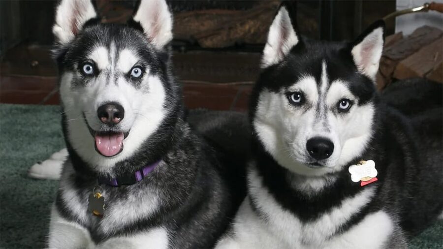 Rovaniemi: Family Friendly Husky Ride and Farm Visit - How the 1.5 Hours Works for Families (and Why It Can Feel Fast)