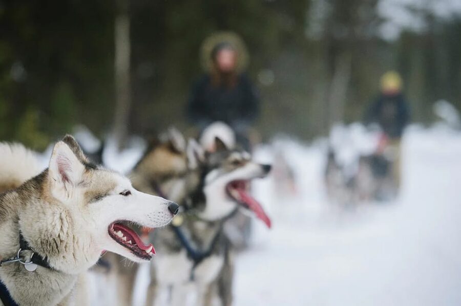 Rovaniemi: Family Friendly Husky Ride and Farm Visit - FAQ