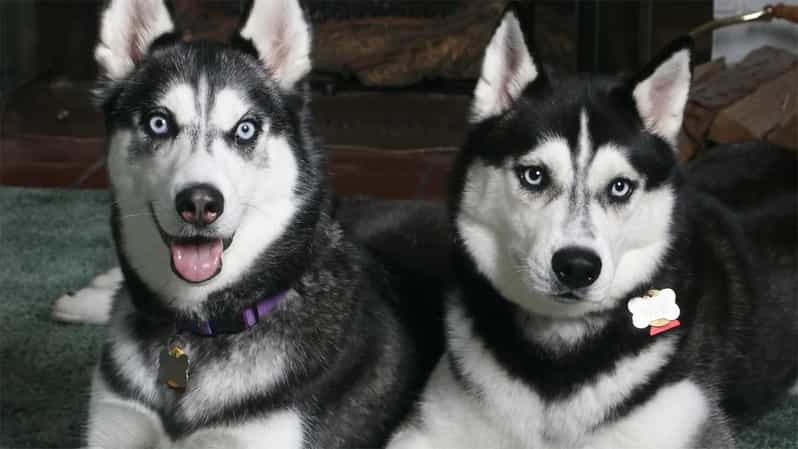 Rovaniemi: Family Friendly Husky Ride and Farm Visit - Warm Welcome: Snacks, Hot Drinks, and Husky Basics