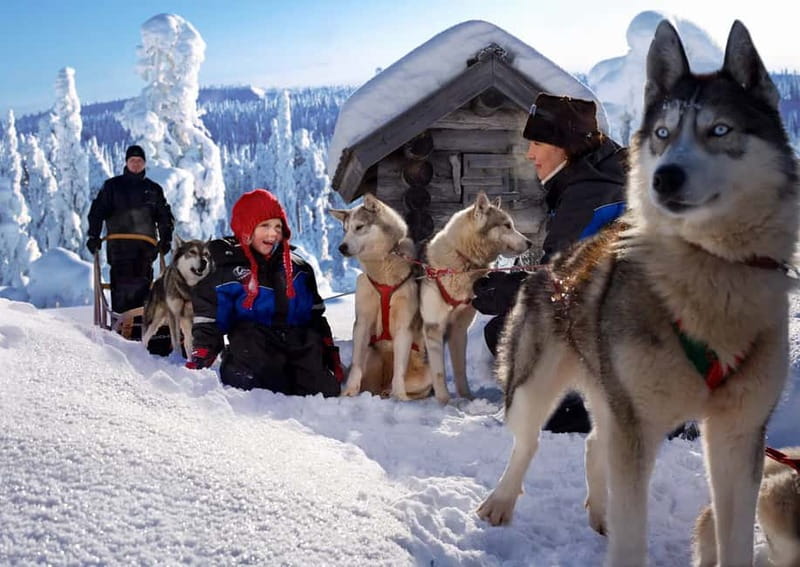 Rovaniemi: Full-Day Highlights Tour with Buffet Lunch - Crossing the Arctic Circle line and your certificate