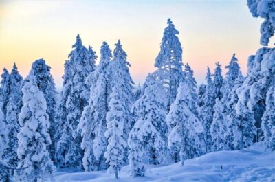 Guided Wilderness Snowmobile Ride