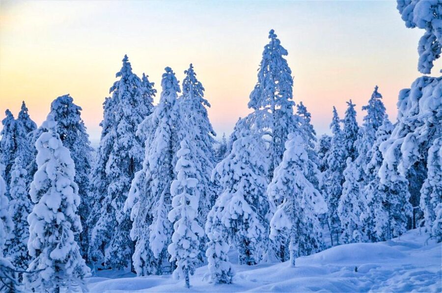 Rovaniemi: Guided Wilderness Snowmobile Ride - Meeting at Wild About Lapland and Getting Suited Up