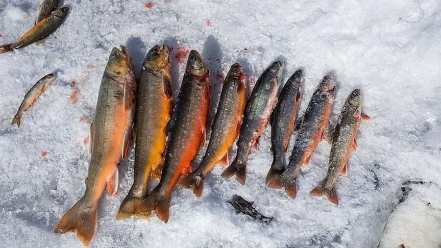 Rovaniemi: Half-Day Snowmobile & Ice Fishing Experience - Twin-Drive Snowmobile: Nordic Forests at Speed