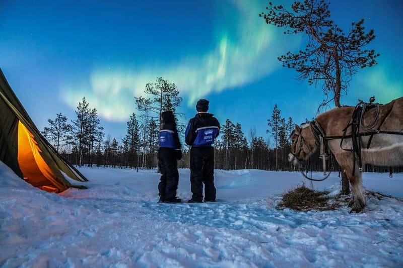 Rovaniemi: Horse Sleigh Ride under the Night Sky - Key Highlights You Should Care About