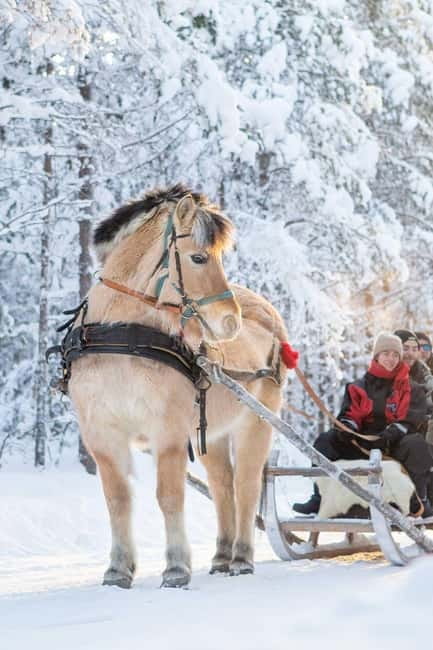 Rovaniemi: Horse Sleigh Ride under the Night Sky - Apukka Resort Pickup Options From Rovaniemi