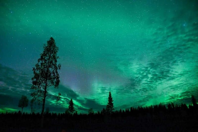 Rovaniemi: Horse Sleigh Ride under the Night Sky - The 3 km Sleigh Ride Through Frost-Covered Forests