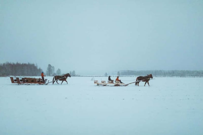 Rovaniemi: Horse Sleigh Ride under the Night Sky - Bonfire, Hot Drinks, and Northern Lights Legends
